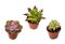 Three potted Succulent plants