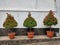 three potted trees for the decoration .