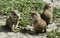 Three prairie dog eating grass