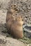 Three Prairie Dogs