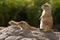 Three prairie dogs at burrow