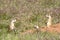 Three prairie dogs communicate.