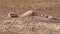 Three prairie dogs taking a break from all the excitement