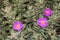 Three Precious pink rockrose flowers