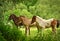 Three  pretty and cute foals, a black one, a dun horse and a chestnut, Icelandic horse, foals, are playing and grooming together i