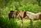 Three  pretty and cute foals, a black one, a dun horse and a chestnut, Icelandic horse, foals, are playing and grooming together i