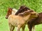 Three  pretty and cute foals, a black one, a dun horse and a chestnut, Icelandic horse, foals, are playing and grooming together i