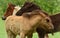 Three  pretty and cute foals, a black one, a dun horse and a chestnut, Icelandic horse, foals, are playing and grooming together i