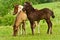 Three  pretty and cute foals, a black one, a dun horse and a chestnut, Icelandic horse, foals, are playing and grooming together i