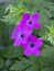 Three pretty magenta cranesbill geranium flowers in a garden