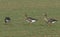 Three pretty winter visiting White-fronted geese, Anser albifrons, feeding in a farmers field in the UK.