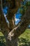 Three-pronged tree in an open field