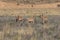 Three Pronghorn Bucks