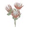 Three protea flowers on the long stems vector illustration