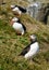 Three Puffins near a Cliff in Iceland