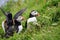 Three puffins sitting in the grass on Staffa Island. A puffin spreading its wings ready to take off