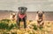 Three pug dogs running towards the camera away from the sea