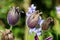 Three Pulsatilla vulgaris or Pasque flower partially open violet flowers planted in local garden surrounded with other plants and