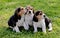 Three pupies together in the garden