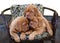 Three puppies in armchair.