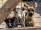 Three puppies behind bars in a cage