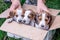 Three puppies of the breed are Estonian hound in a cardboard box