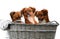 Three puppies climbed into an old wicker basket