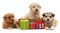 Three puppies with gifts.