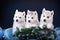 Three puppies husky and spruce wreath