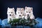 Three puppies husky and spruce wreath