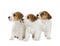 Three puppies Jack Russell Terrier