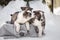 Three puppies are sitting in a basket