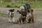 Three Puppies With Their Mom