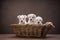 three puppies white schnauzer in a basket on a brown background. Cute dogs