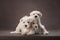 three puppies white schnauzer on a brown background. Cute dogs