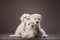 three puppies white schnauzer on a brown background. Cute dogs