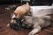 Three puppies wrestle and play with each other while another blissfully sleeps. On the floor indoors