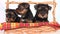 Three puppies Yorkshire terrier