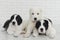 Three puppy Alabai on a white background in studio