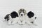 Three puppy Alabai on a white background in studio