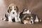 Three puppy beagle