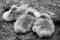 Three puppy birds in winter black and white photo
