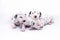 Three puppy dogs of the Dalmata breed on white background.