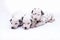 Three puppy dogs of the Dalmata breed on white background.