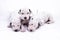 Three puppy dogs of the Dalmata breed on white background.