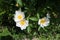 Three pure white flowers of rose