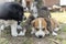Three purebred alabai puppies. The puppy sat on another one. Funny photo with puppies, Small dogs playing. Breeding of