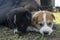Three purebred alabai puppies. The puppy sat on another one. Funny photo with puppies, Small dogs playing. Breeding of