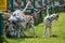 Three purebred Dalmatians dogs on leashe