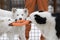 Three purebred dogs of the breed Yakut husky white and black white colors play with a toy puller for dogs in winter in an aviary